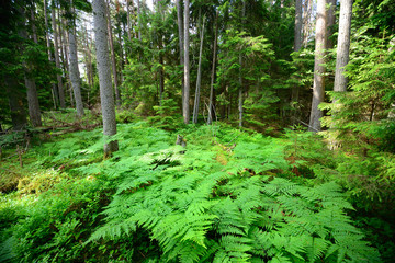 dark pine forest scene - 100121677