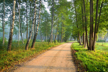 Road in a beautiful forest in the morning - 100121683
