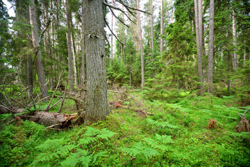 dark pine forest scene - 100121689