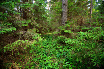 dark pine forest scene - 100121800