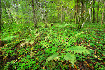Ferns in a forest in Latvia - 100121864
