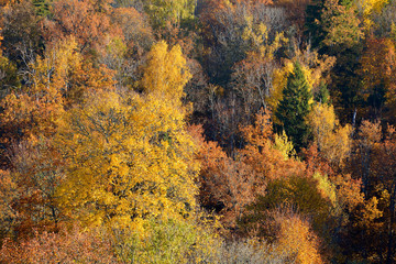 Colorful forest hills in fall. Sigulda, Latvia.