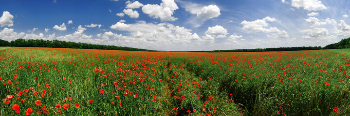 Panorama of a poppy field in bright sunny day - 100122038
