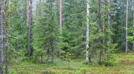 dark pine forest panorama - 100122055