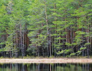 Northern forest landscape with a lake
