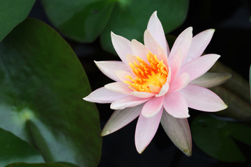 colorful lotus flower