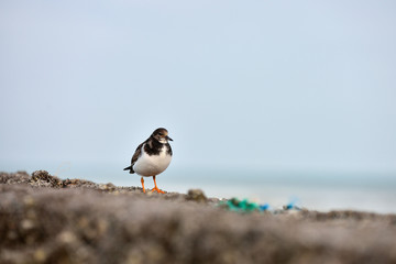 gravelot oiseau du littoral