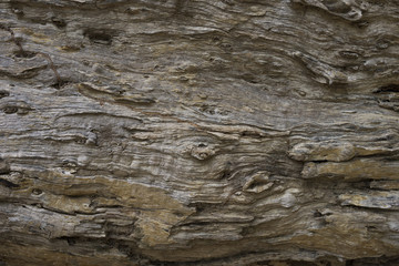 Afzelia xylocarpa  (Kurz) Craib