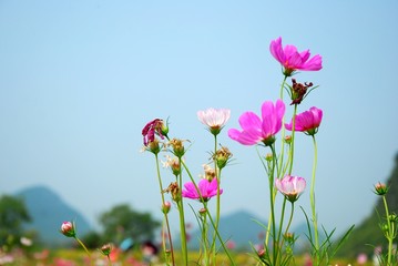 Obraz premium Beautiful galsang flowers