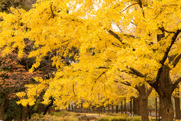 Yellow leaves of ginkgo at japan