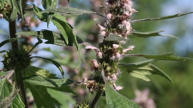 Motherwort (Leonurus cardiac) &ndash; a good honey plant and herb.