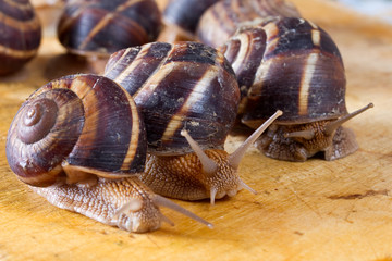 Grape snail close-up