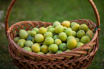 Greengage in basket