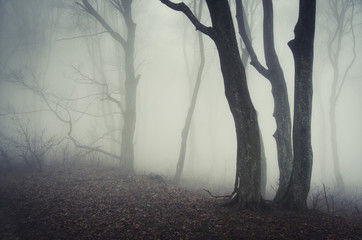 old twisted trees in a spooky dark forest