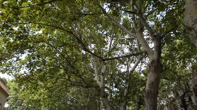 Alberi in movimento