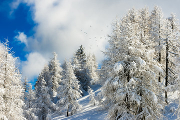 Snow-covered forest of firs