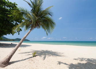 Coconut palm with white sand