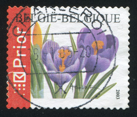 flower Crocuses