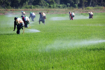 farmer spraying pesticide in paddy field