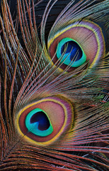 Peacock feather (detail of eyespot)