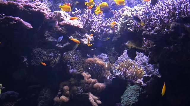 Acquario con i pesci