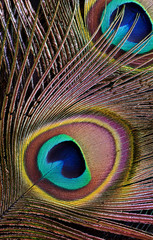 Obraz premium Peacock feather (detail of eyespot)
