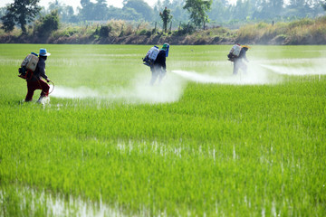farmer spraying pesticide in paddy field.