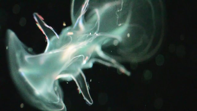 Meduse