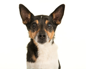 Older  jack russell terrier dog portrait isolated on a white background