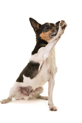 Naklejka na ściany i meble Jack russell terrier dog giving high five isolated on a white background