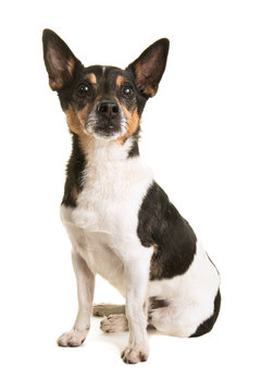 Older jack russell terrier dog sitting looking up isolated on a white background