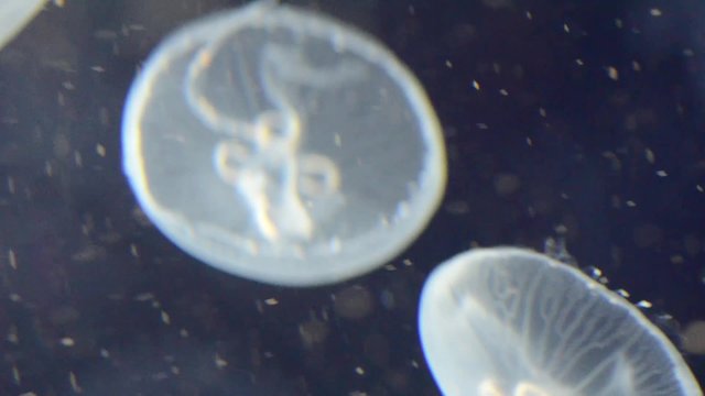 Meduse