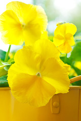 pansy flowers viola wittrockiana yellow