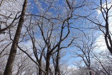 겨울 나무