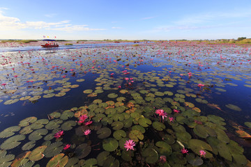 タイ国ウドンタニー県の湖タレーブアデーンの睡蓮