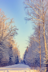 Fototapeta premium winter road in the woods