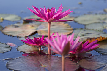 タイ国ウドンタニー県の湖タレーブアデーンの睡蓮