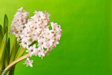 3 hyacinths copy space background