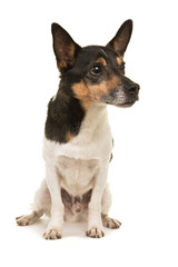 Older sitting Jack Russell terrier dog looking to the right isolated on a white background
