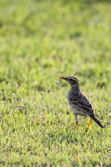 Paddyfield Pipit, Bird