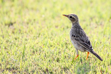 Paddyfield Pipit, Bird