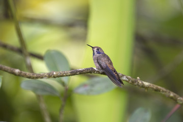 Hummingbird of the Andes in South America