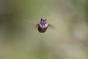 Hummingbird of the Andes in South America