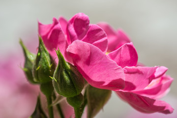 Closeup of beautiful pink rose