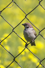 Sparrow sitting on a fence from the grid among yellow flowers