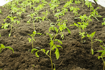   green house tomatoes  