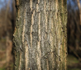 Obraz premium Thick tree trunk closeup, locust tree background