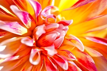 Obraz premium Fire Flower