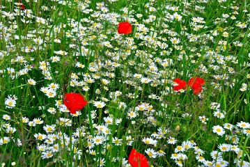 Poppies with daisies