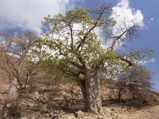Papier Peint photo autocollant Baobab Baobab, Wadi Hanna, région du Dhofar, Oman